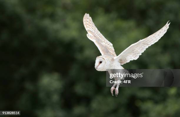 lechuza, schleiereule (tyto alba) en vuelo - barn owl fotografías e imágenes de stock