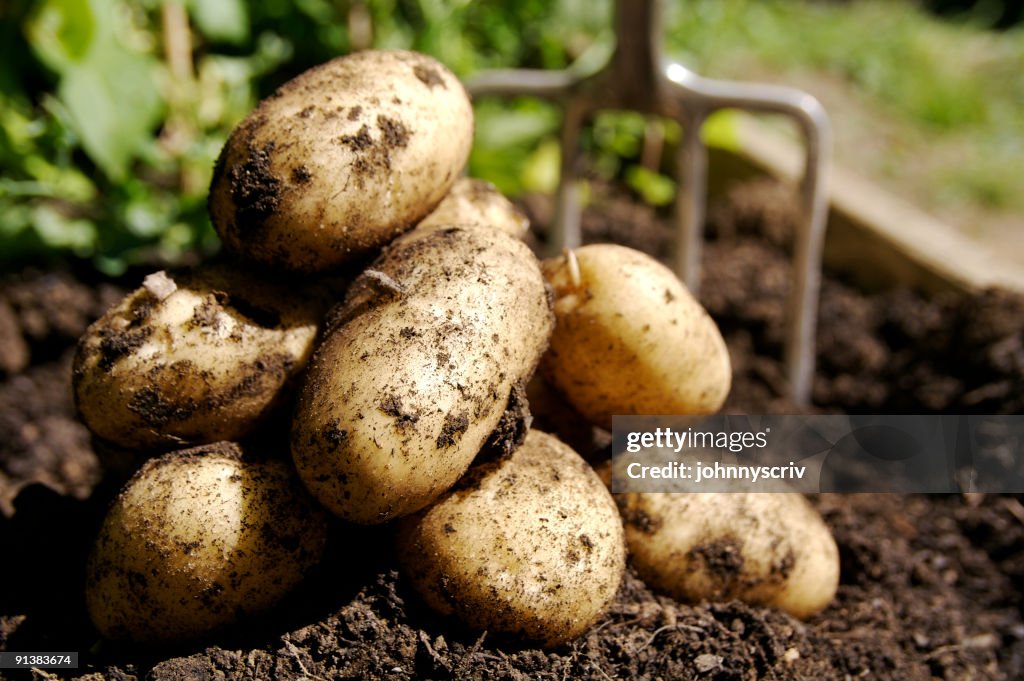 Fresh Potatoes...
