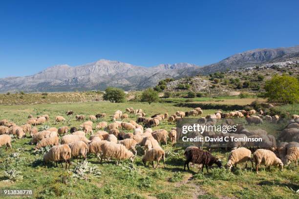 flock of sheep grazing on the lasithi plateau, crete, greece - lasithi stock-fotos und bilder