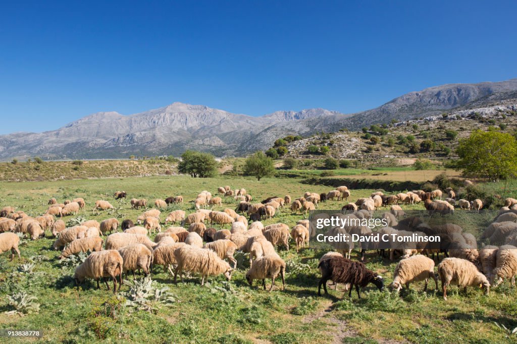 Flock of sheep grazing on the Lasithi Plateau, Crete, Greece