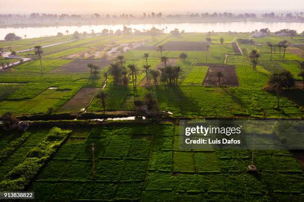 cultivated fields by the nile at sunset - north africa stockfoto's en -beelden