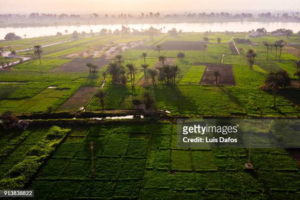 cultivated fields by the nile at sunset - nile river imagens e fotografias de stock