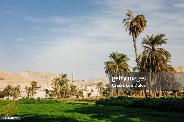 outskirts of minya - minya egypt stock pictures, royalty-free photos & images