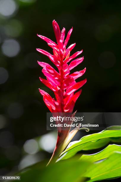 red ginger (alpinia purpurata) at the diamond botanical gardens, soufriere, st lucia - ginger flower stock pictures, royalty-free photos & images