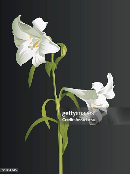 white lily branch - white lily black background stock illustrations