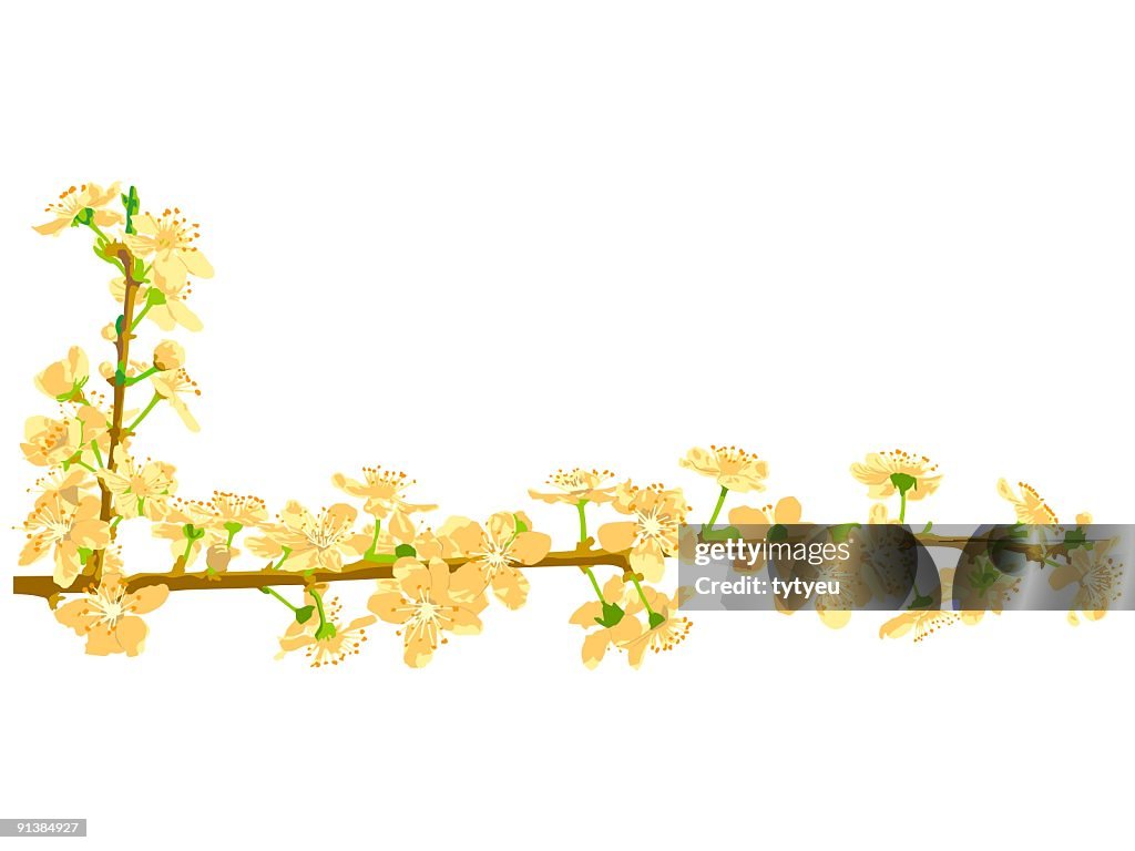 Vector spring flowers