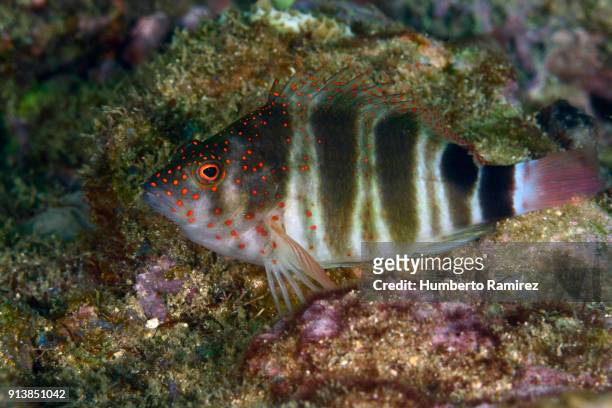 redspotted hawkfish. - hawkfish stock pictures, royalty-free photos & images