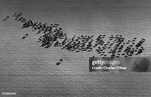 cattle drive - 1962 fotografías e imágenes de stock