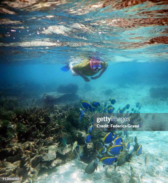 senior man swimming among powderblue surgeonfish or blue tang fish (acanthurus leucosternon) - blauer doktorfisch stock-fotos und bilder