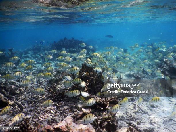 low tide on maldivian lagoon with shoal of convict surgeonfish (acanthurus triostegus) - blauer doktorfisch stock-fotos und bilder