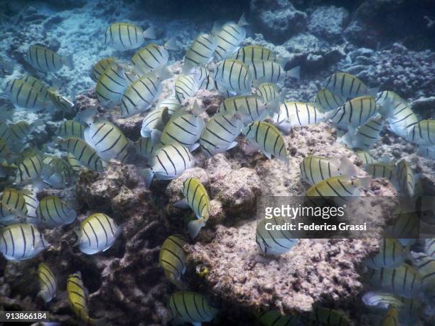 group of convict surgeonfish (acanthurus triostegus) feeding on coral formation - blauer doktorfisch stock-fotos und bilder