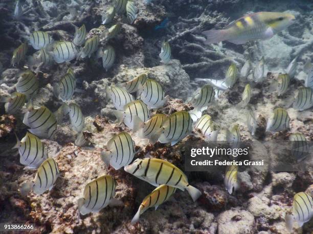 convict surgeonfish (acanthurus triostegus) and parrotfish - blauer doktorfisch stock-fotos und bilder