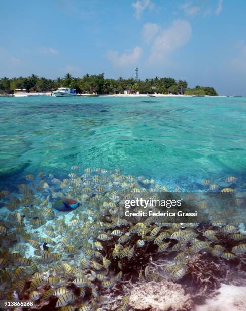 bicolor parrotfish among convict surgeonfish - surgeonfish stock pictures, royalty-free photos & images