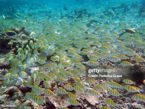 school of convict surgeonfish (acanthurus triostegus) - blauer doktorfisch stock-fotos und bilder