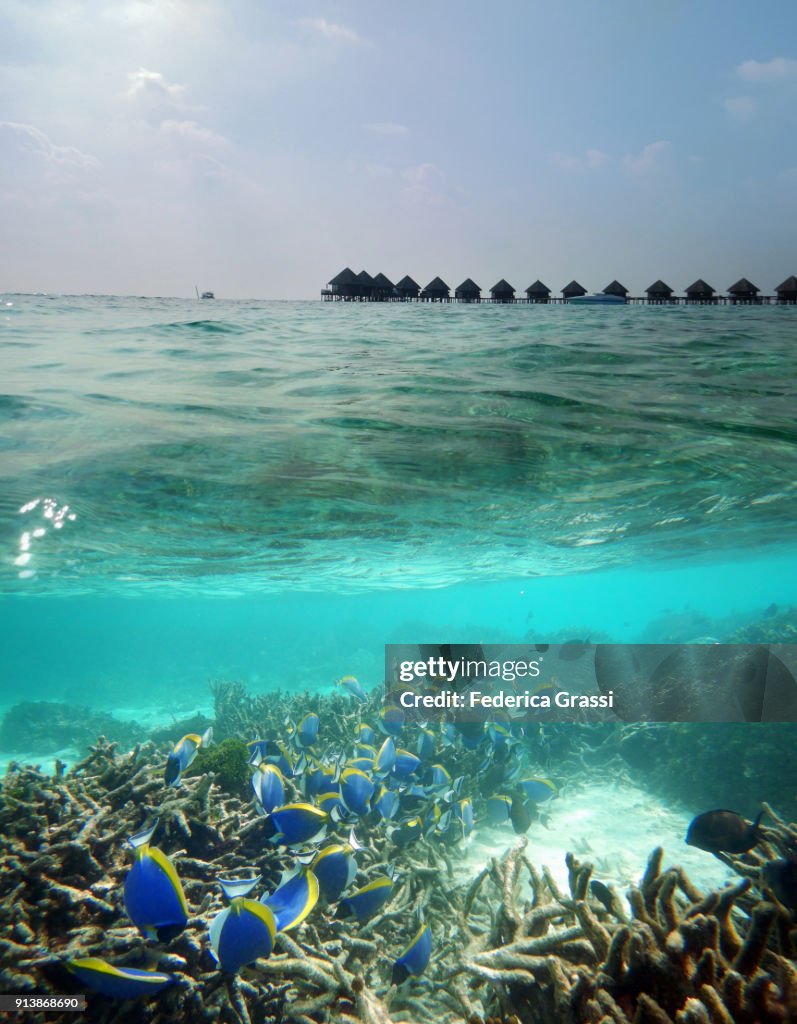 Split-level Image Of Maldivian Lagoon