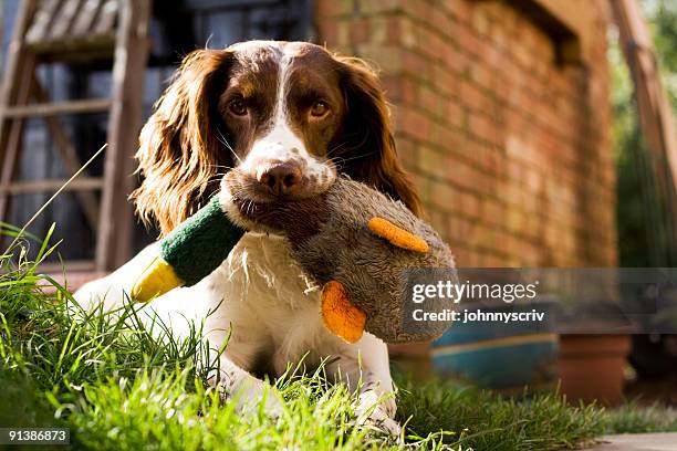 skip &amp; duck... - english springer spaniel stock pictures, royalty-free photos & images