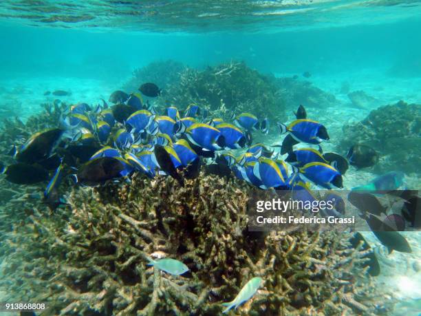 black surgeonfish and  powderblue surgeonfish or blue tang fish (acanthurus leucosternon) - surgeonfish stock pictures, royalty-free photos & images