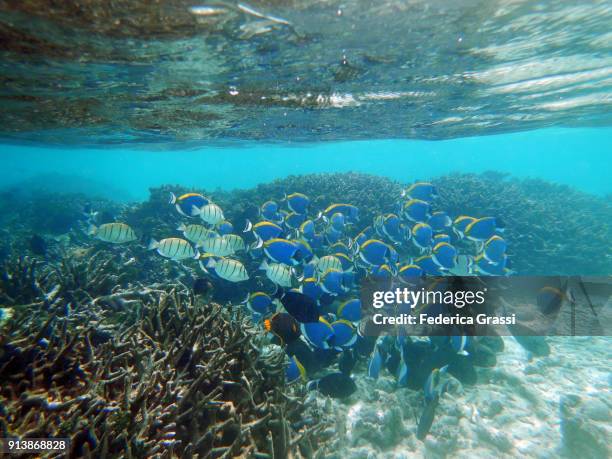 blue and yellow surgeonfish swimming together - blauer doktorfisch stock-fotos und bilder