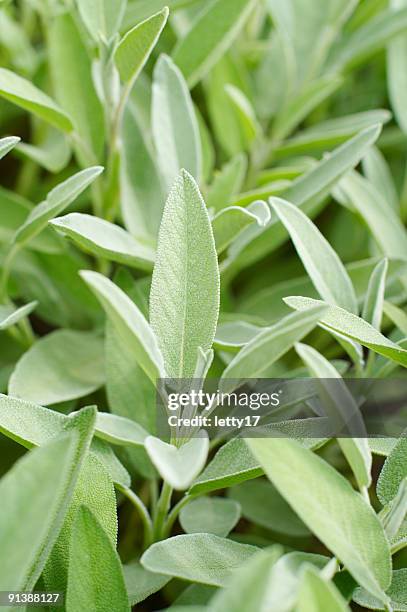 sage - sage stock pictures, royalty-free photos & images