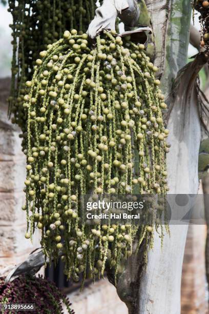 areca palm with it's nuts called betel nut - areca nut stockfoto's en -beelden