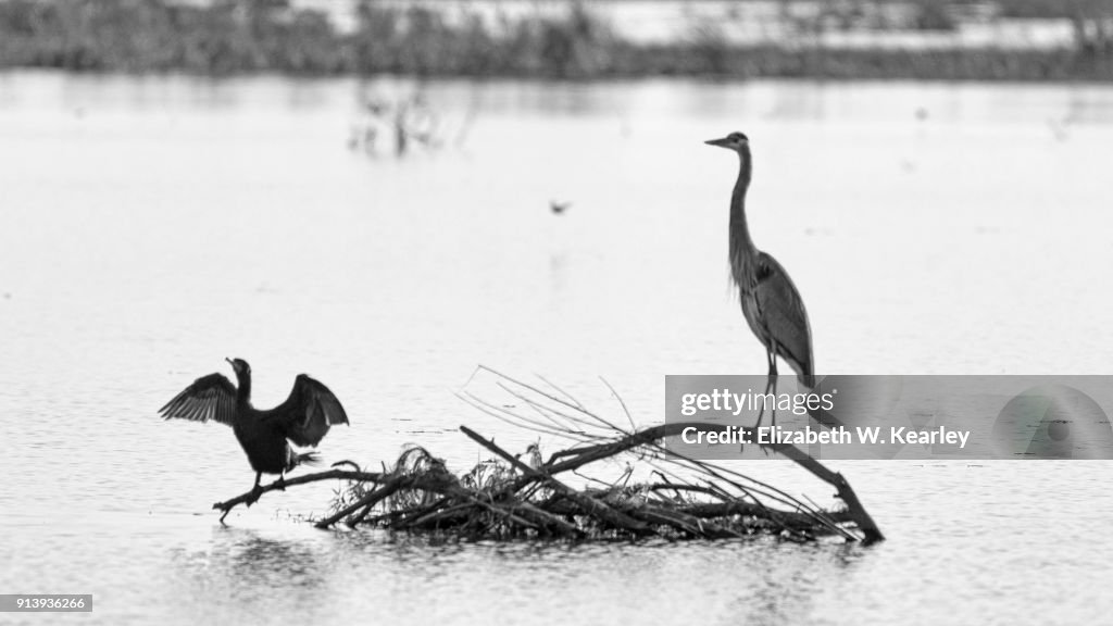 Great Blue Heron and Cormorant