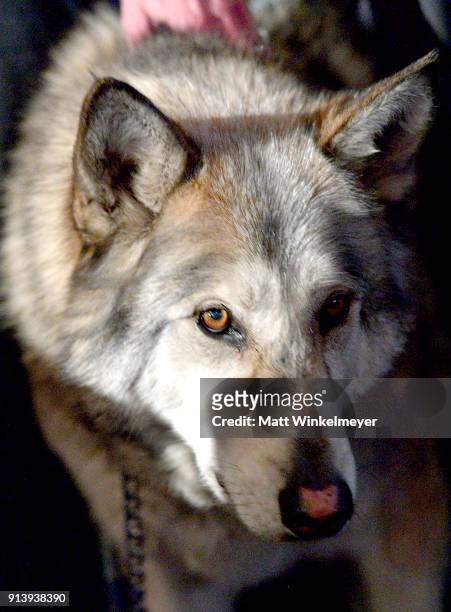 Sanctuary wolf is seen at a screening of 'The War In Between' during The 33rd Santa Barbara International Film Festival at the the Fiesta Theatre on...