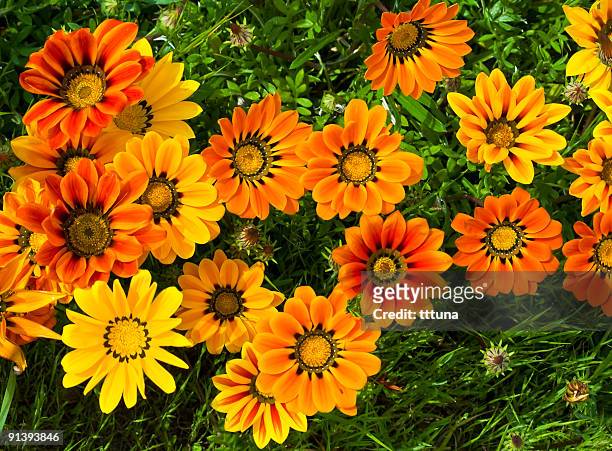 daisy, spring time flowers - gazania stock pictures, royalty-free photos & images