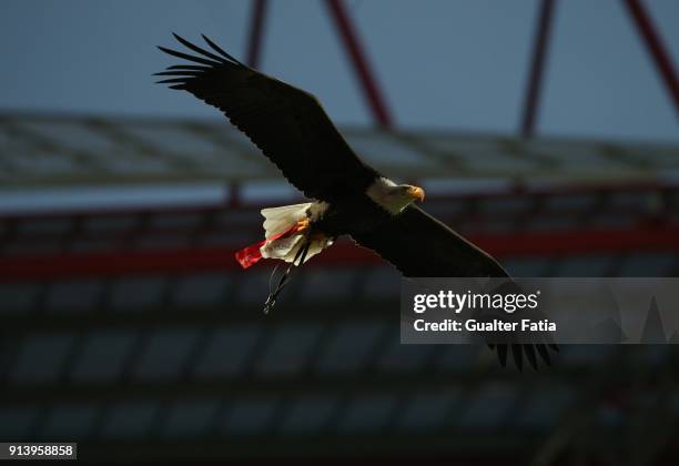 Benfica Eagle Vitoria in action before the start of the Primeira Liga match between SL Benfica and Rio Ave FC at Estadio da Luz on February 3, 2018...