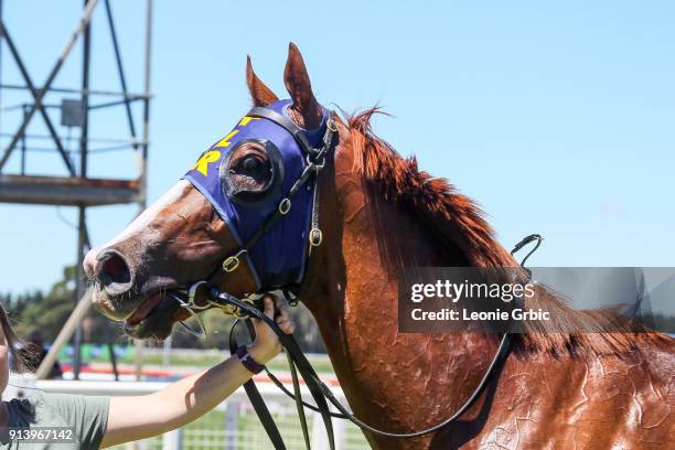 King Kabuto after winning the Quest Sale Maiden Plate at Sale Racecourse on February 04, 2018 in Sale, Australia.