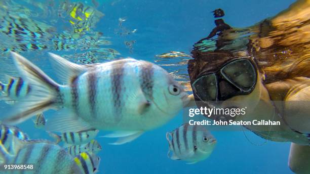 woman swimming underwater in el nido - sergeant major fish stock pictures, royalty-free photos & images