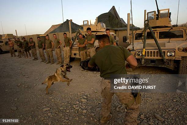 Marine dog handler from Military Police Support Company practices with his attack dog at a forward operating base in Farah Province, southern...