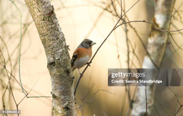 a stunning male brambling (fringilla montifringilla) perched on a branch in a tree. - chaffinch stockfoto's en -beelden