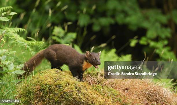 a humours shot of a pine marten (martes martes) in the highlands of scotland standing on a mossy mound with its mouth open. - martes stock pictures, royalty-free photos & images