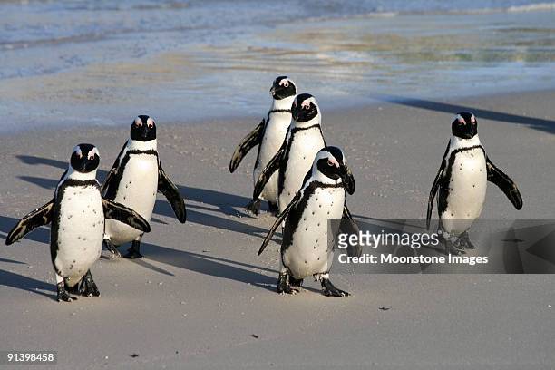 afrikanische pinguine am boulders beach in kapstadt, südafrika - african penguin stock-fotos und bilder