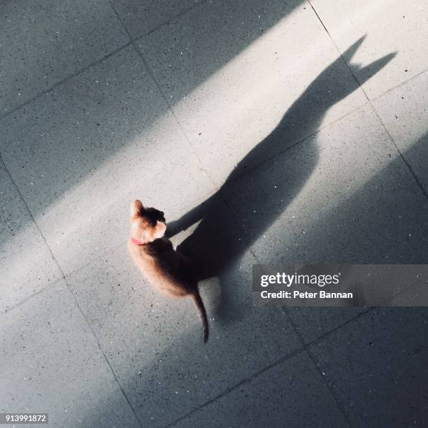 kitten with long shadow - long shadow shadow stock pictures, royalty-free photos & images