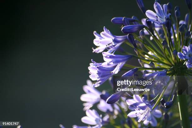 sunlight in african lily - african lily stock pictures, royalty-free photos & images