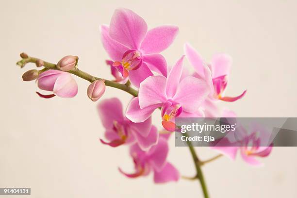 orchid - orchidee stock-fotos und bilder