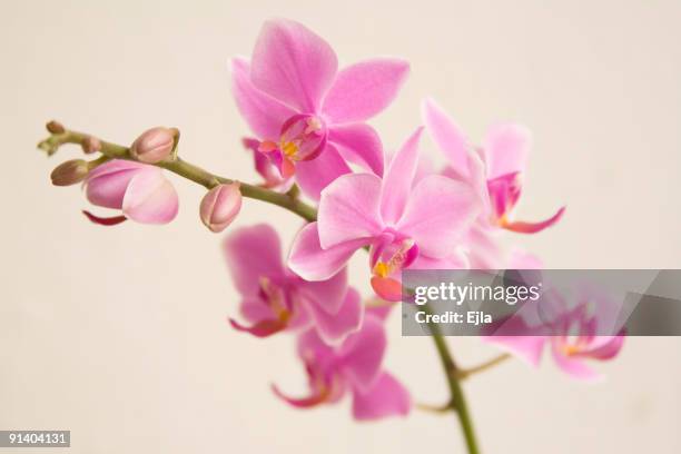 orchid - orchid flower stockfoto's en -beelden