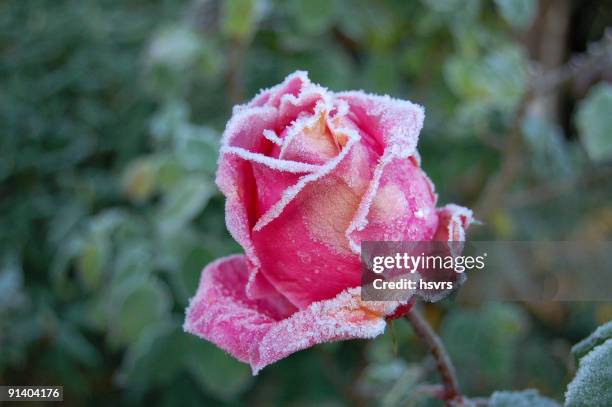 frozen rose à la fin de l'automne - frost photos et images de collection