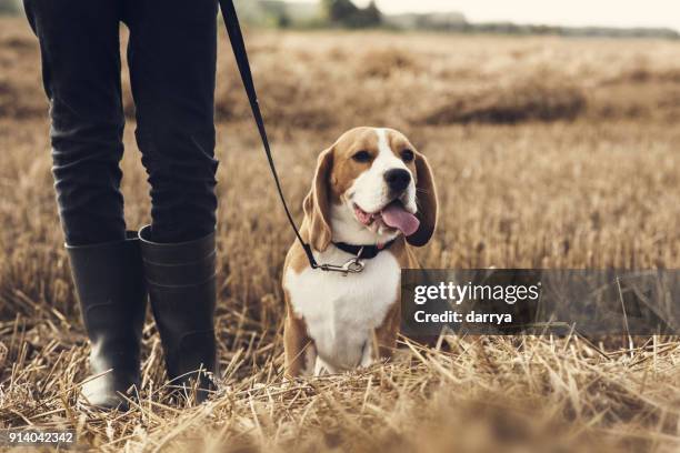 teenager junge und sein hund zu fuß im feld - gummistiefel stock-fotos und bilder