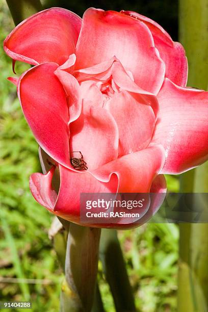 mr. aranha em uma flor tropical - bastão do imperador imagens e fotografias de stock