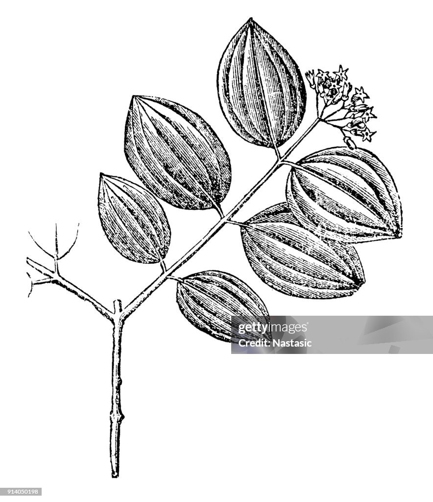 Strychnos nux-vomica, the strychnine tree,also known as nux vomica, poison nut, semen strychnos, and quaker buttons