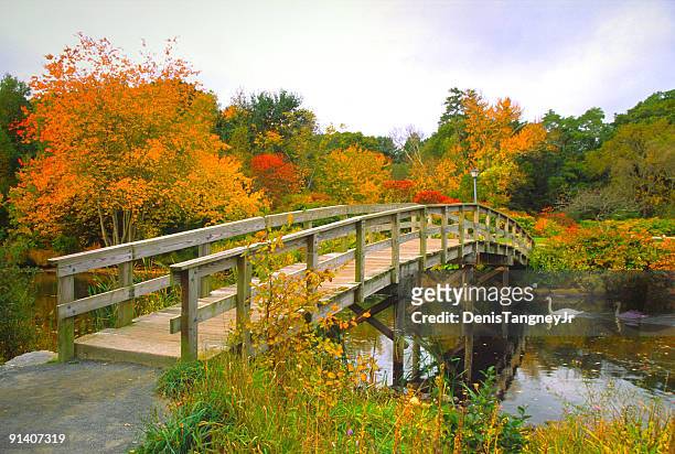 scenic autumn bridge with swans - plymouth massachusetts stockfoto's en -beelden