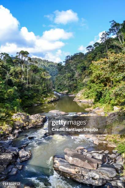 river in ranomafana national park - ranomafana stock pictures, royalty-free photos & images