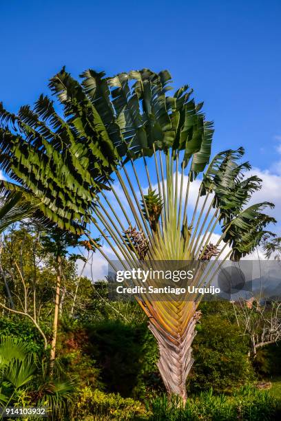 travellers palm (ravenala madagascariensis) - ravenala madagascariensis stock pictures, royalty-free photos & images