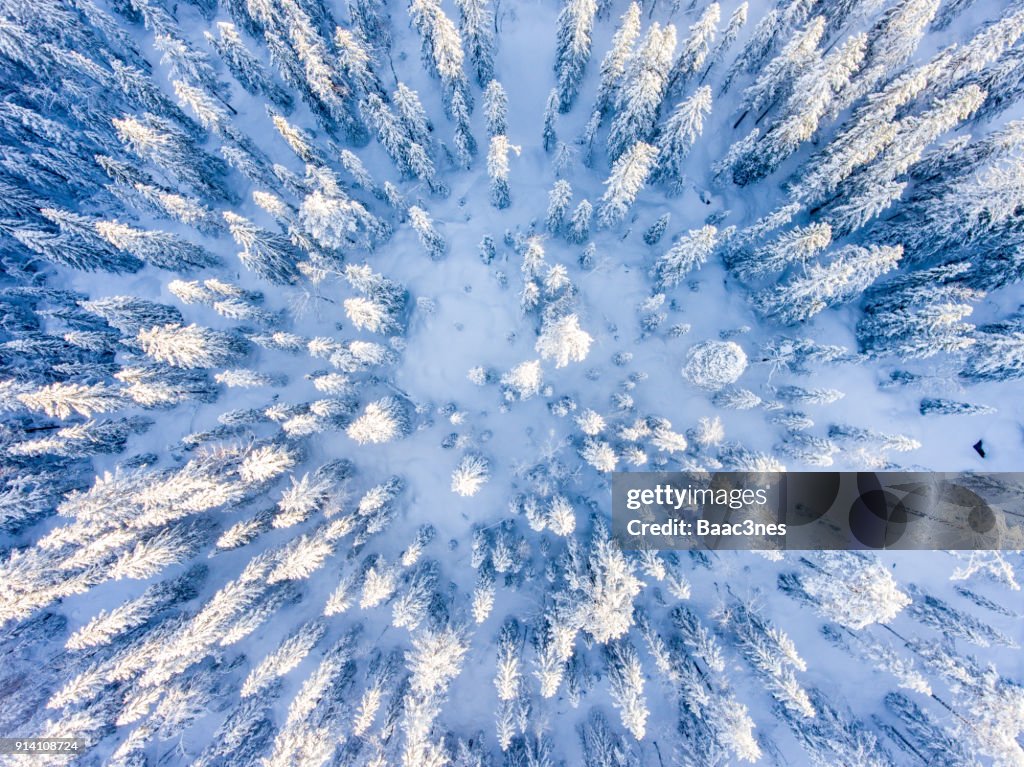 Tree tops seen from above in the winter