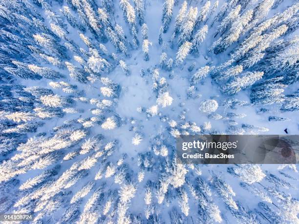 tree tops seen from above in the winter - blue winter tree stockfoto's en -beelden