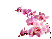 Pink orchids against white background