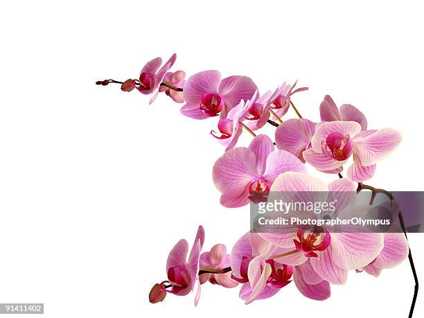 pink orchids against white background - orchid 個照片及圖片檔