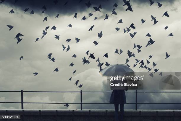 woman with umbrella watching birds fly - white pigeon stock pictures, royalty-free photos & images